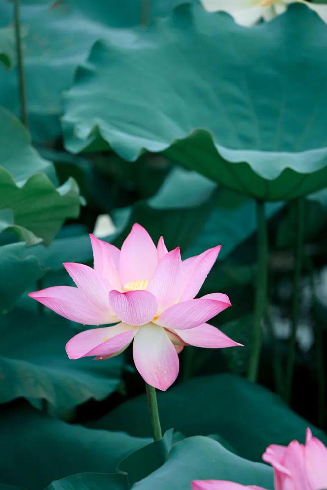 深圳夏日“顶流”回归！快来赏荷打卡了__深圳夏日“顶流”回归！快来赏荷打卡了