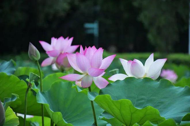 _深圳夏日“顶流”回归！快来赏荷打卡了_深圳夏日“顶流”回归！快来赏荷打卡了