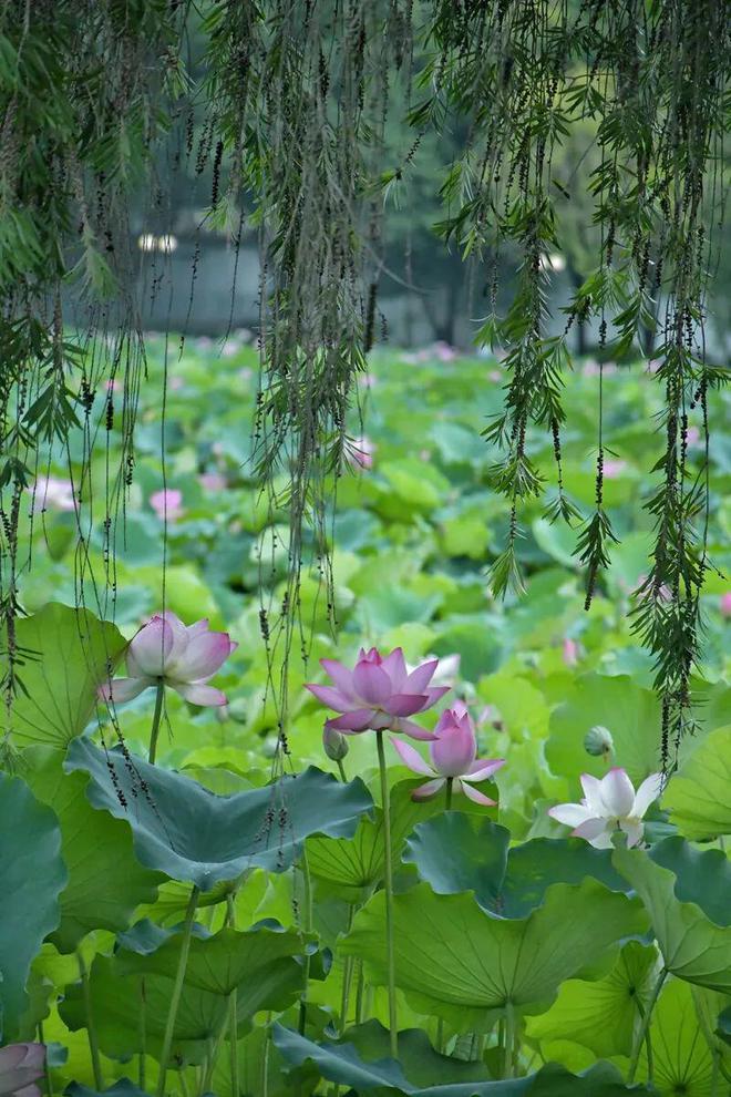 _深圳夏日“顶流”回归！快来赏荷打卡了_深圳夏日“顶流”回归！快来赏荷打卡了