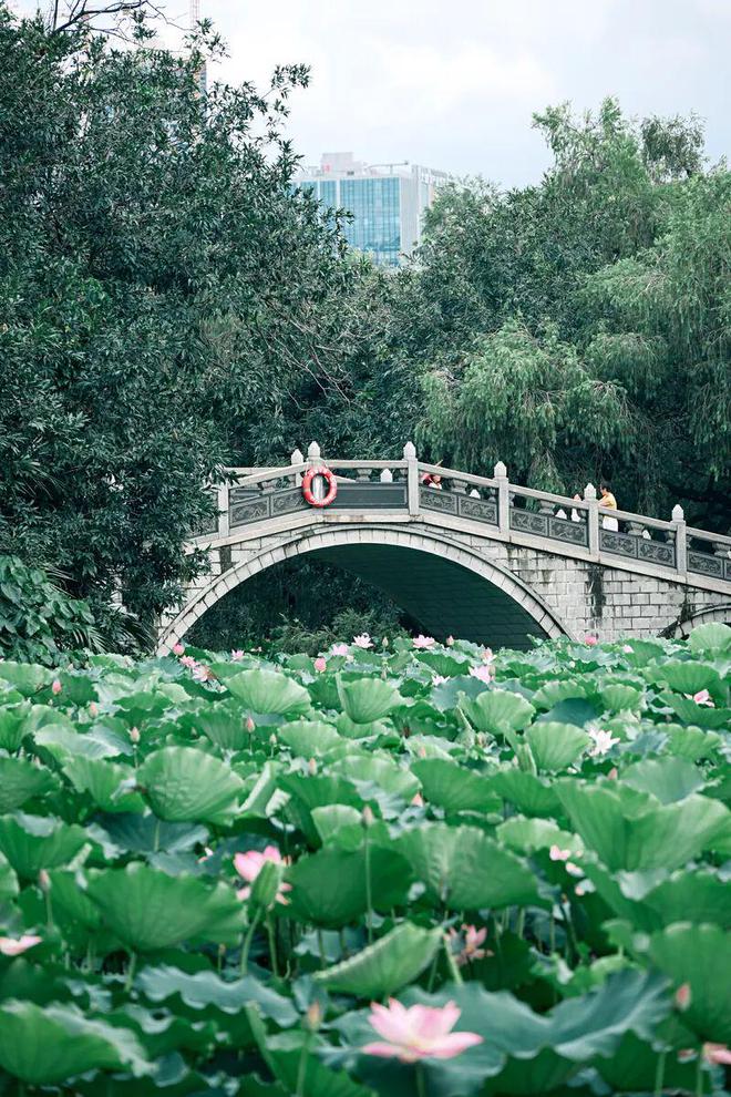 _深圳夏日“顶流”回归！快来赏荷打卡了_深圳夏日“顶流”回归！快来赏荷打卡了