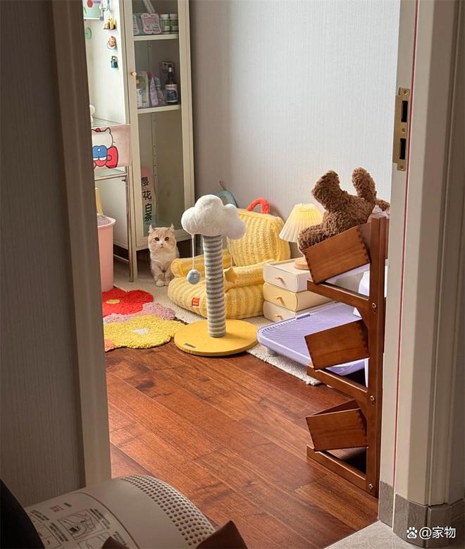 _杭州姑娘家的6㎡“次卧猫房”火了，猫住得开心，还不用担心掉毛_杭州姑娘家的6㎡“次卧猫房”火了，猫住得开心，还不用担心掉毛