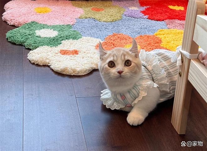 杭州姑娘家的6㎡“次卧猫房”火了，猫住得开心，还不用担心掉毛__杭州姑娘家的6㎡“次卧猫房”火了，猫住得开心，还不用担心掉毛