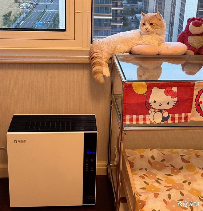 _杭州姑娘家的6㎡“次卧猫房”火了，猫住得开心，还不用担心掉毛_杭州姑娘家的6㎡“次卧猫房”火了，猫住得开心，还不用担心掉毛