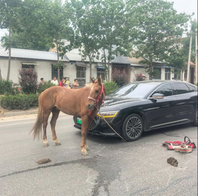_新疆乌孙古道一匹断腿马被遗弃饿得皮包骨？当地回应：尽快联系牧民核实_新疆乌孙古道一匹断腿马被遗弃饿得皮包骨？当地回应：尽快联系牧民核实