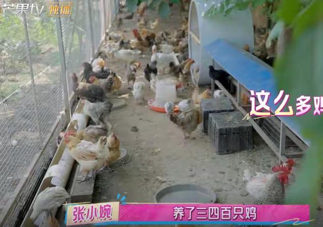 农场种菜养鸡游戏__农村人种菜养鸡的说说怎么写