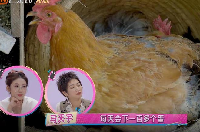农村人种菜养鸡的说说怎么写_农场种菜养鸡游戏_