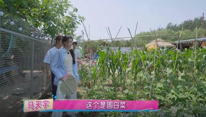 农村人种菜养鸡的说说怎么写__农场种菜养鸡游戏