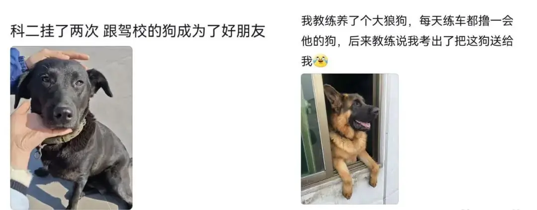 _驾校招高考生广告词_考驾照的广告