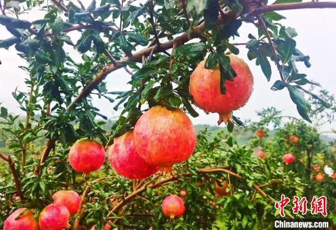 新疆的石榴树_新疆石榴之乡在哪里_