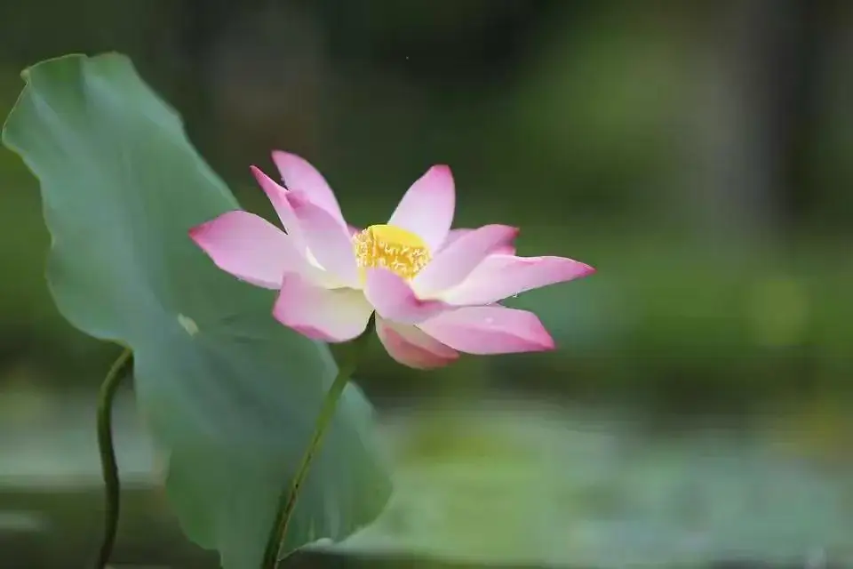 _招女婿改姓_上门女婿想改孩子的姓