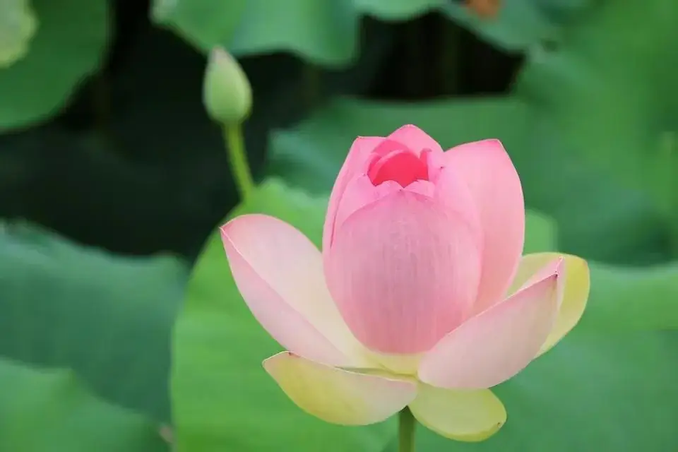 招女婿改姓__上门女婿想改孩子的姓