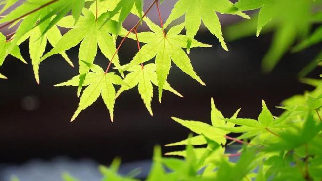 作为校长需要的能力__一名好校长应具备的素质