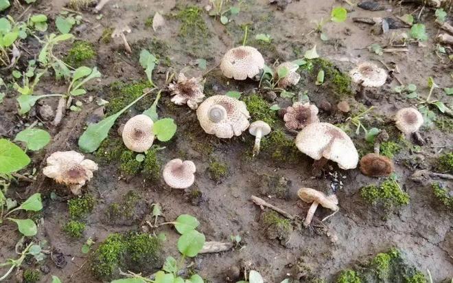 近期大量出现野生蘑菇，可致人中毒，北京市卫健委紧急提醒
