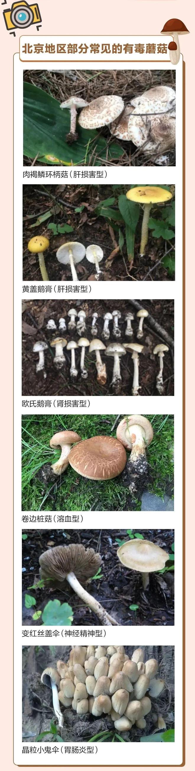 野生蘑菇中毒宣传标语_野生蘑菇中毒防控宣传_