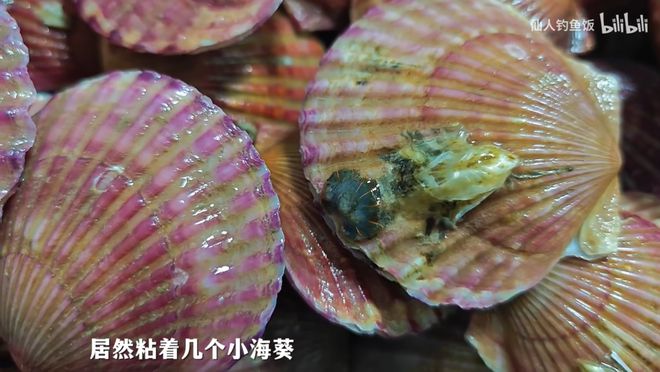 年轻人的新型领养：在超市捡海底小鼻嘎__年轻人的新型领养：在超市捡海底小鼻嘎