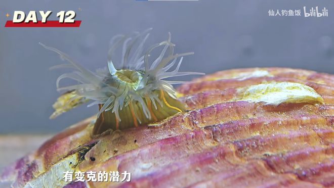 年轻人的新型领养：在超市捡海底小鼻嘎__年轻人的新型领养：在超市捡海底小鼻嘎