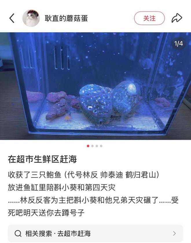 年轻人的新型领养：在超市捡海底小鼻嘎__年轻人的新型领养：在超市捡海底小鼻嘎
