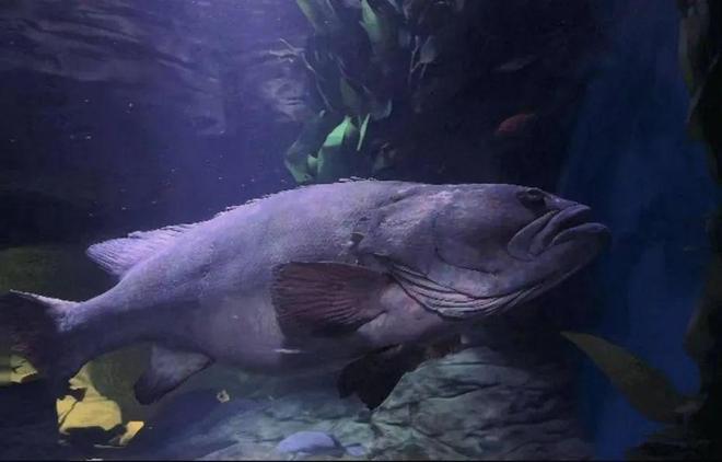 陪伴了不少人的童年！上海海洋水族馆“老寿星”离世，引发游客集体怀念