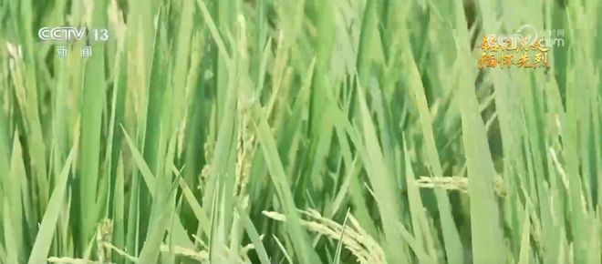 抗日根据地·今昔巨变 | 焕新颜 展笑颜 革命堡垒变身开放新引擎__抗日根据地·今昔巨变 | 焕新颜 展笑颜 革命堡垒变身开放新引擎