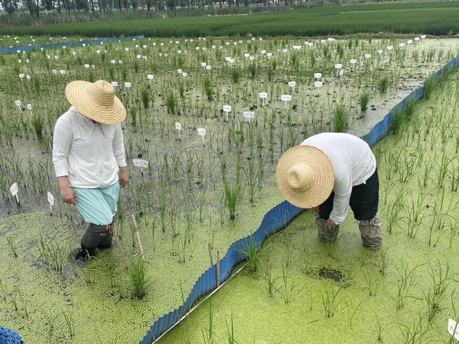 坚守粮心之类的话__守护粮食不负粮心演讲稿