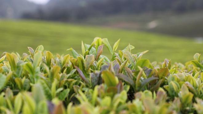 贵州石阡：非遗工坊炒出致富茶香