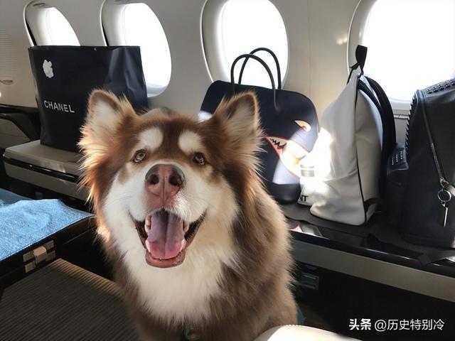 _思聪聊天_思聪聊天表情包