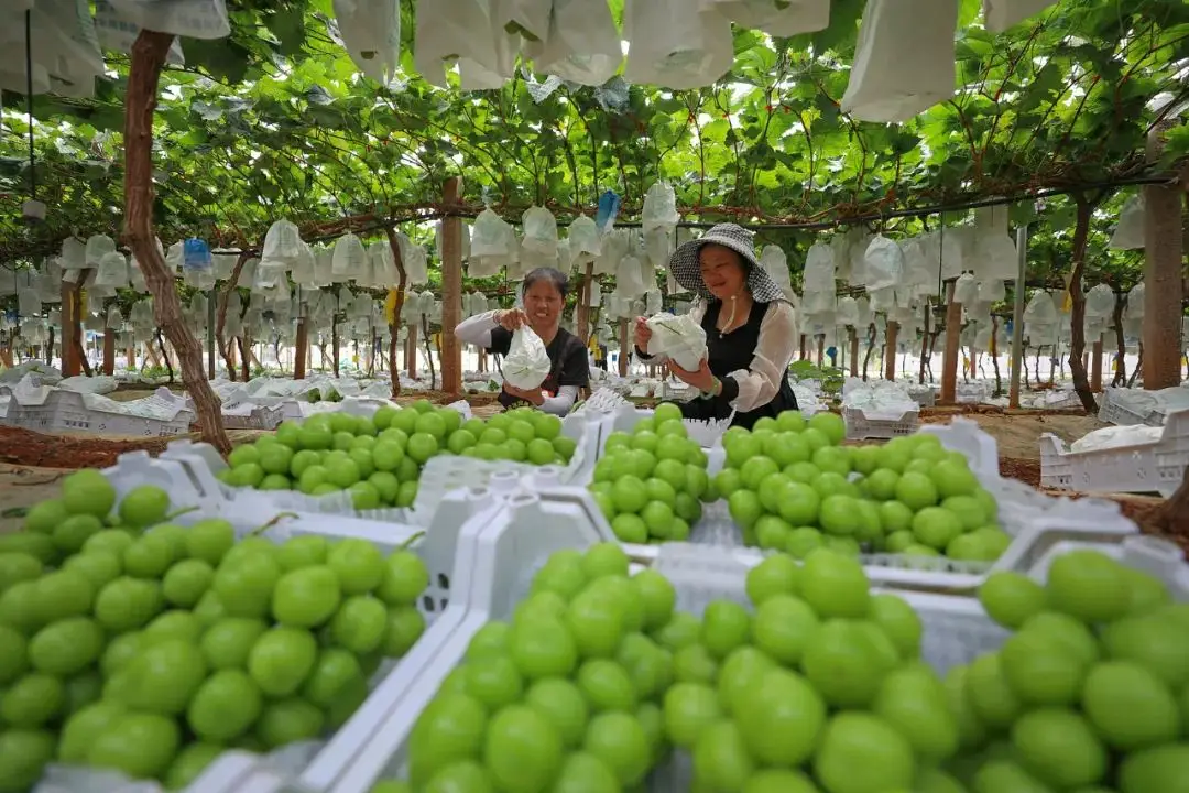 打工打累了想卖水果__下岗后卖水果