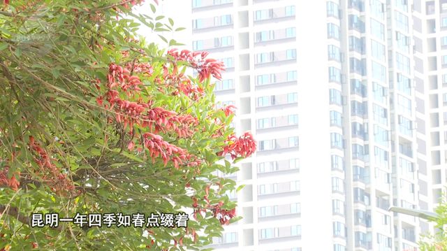 火焰蓝紫色_一半海洋一半火焰海边_