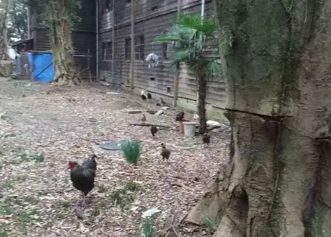 亚洲最破大学宿舍！男女共用厕所、养鸡放羊... 然而这里却走出了诺奖得主_亚洲最破大学宿舍！男女共用厕所、养鸡放羊... 然而这里却走出了诺奖得主_