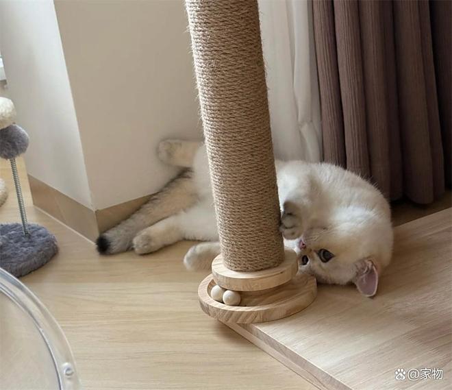 _福建一户人家晒出“次卧猫房”，掉毛拆家全解决，网友：真的服了_福建一户人家晒出“次卧猫房”，掉毛拆家全解决，网友：真的服了