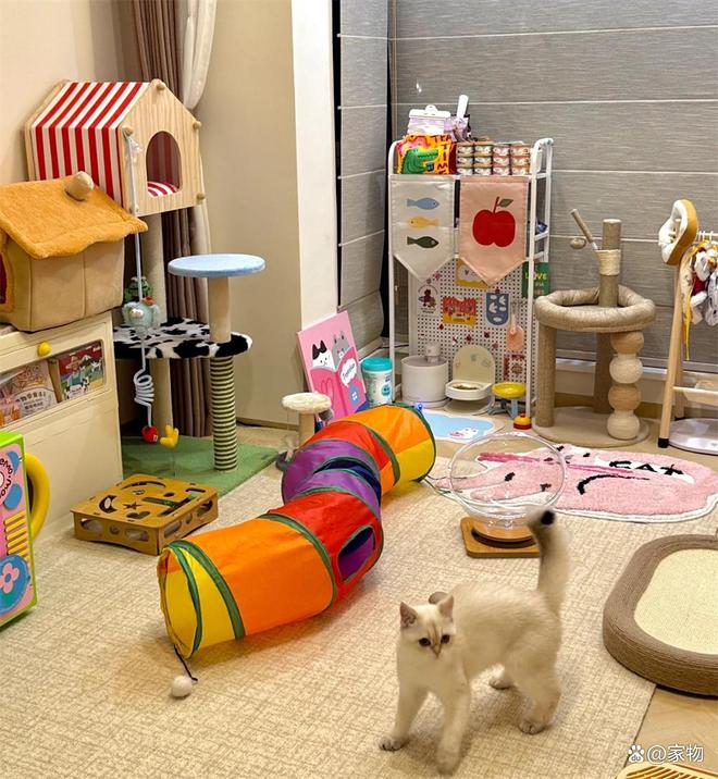 _福建一户人家晒出“次卧猫房”，掉毛拆家全解决，网友：真的服了_福建一户人家晒出“次卧猫房”，掉毛拆家全解决，网友：真的服了