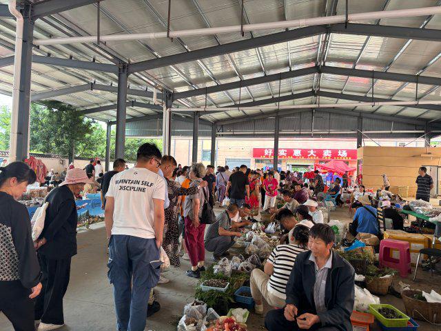 云南玉溪野生菌__云南伞把菌