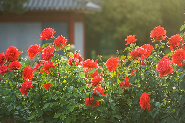 _在首都北京，赴一场与月季的“倾城之约”_在首都北京，赴一场与月季的“倾城之约”