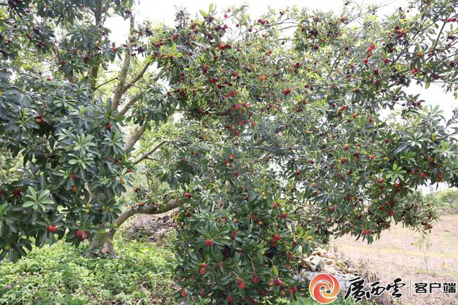 _晶莹剔透挂枝头，象州杨梅园飘香引客来_晶莹剔透挂枝头，象州杨梅园飘香引客来