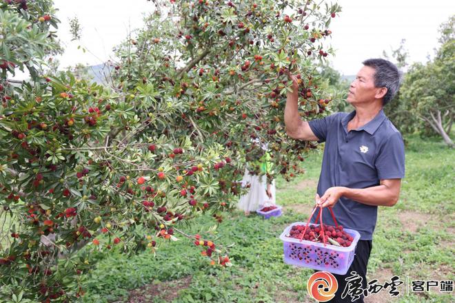 晶莹剔透挂枝头，象州杨梅园飘香引客来__晶莹剔透挂枝头，象州杨梅园飘香引客来