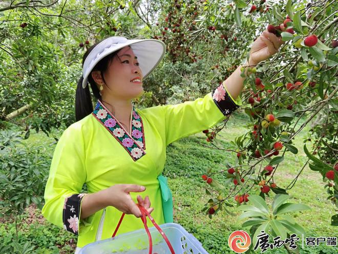 _晶莹剔透挂枝头，象州杨梅园飘香引客来_晶莹剔透挂枝头，象州杨梅园飘香引客来