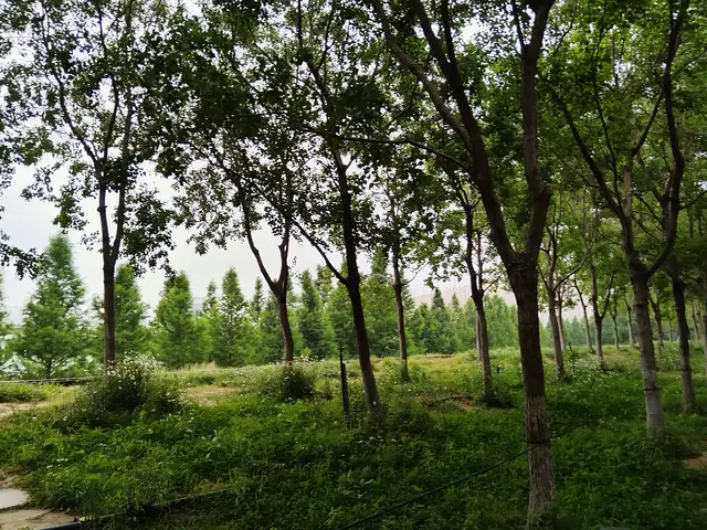 初高中娃学习怕苦怕累，又贪吃又贪玩是青春期特质，早明白早解脱