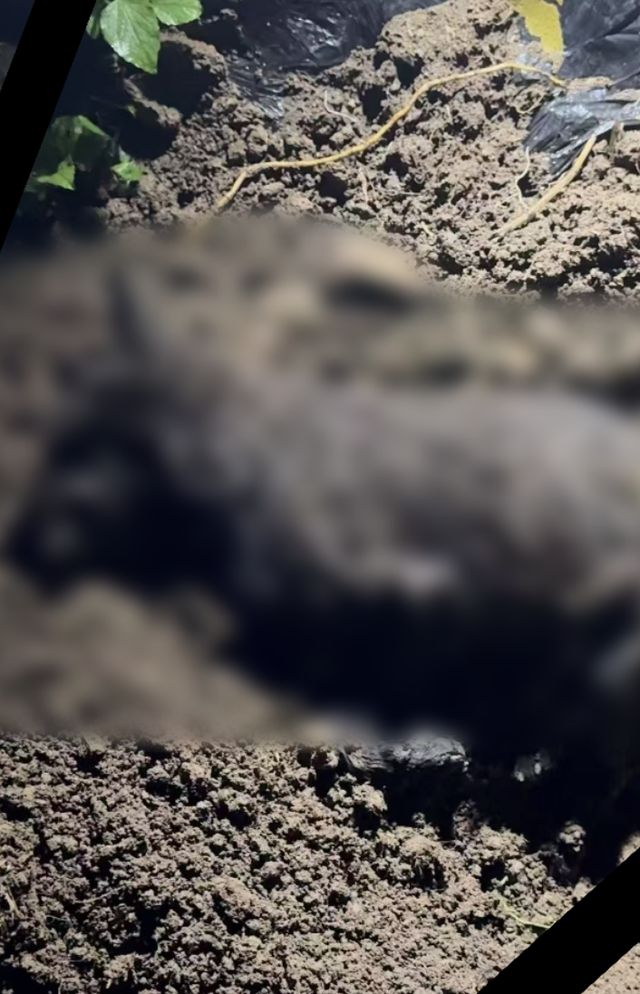 墓地的树倒了怎么办__墓地树