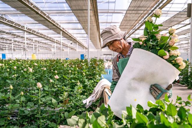 习近平总书记关切事｜幸福生活像花儿一样——把地方特色产业做优做强之二_习近平总书记关切事｜幸福生活像花儿一样——把地方特色产业做优做强之二_