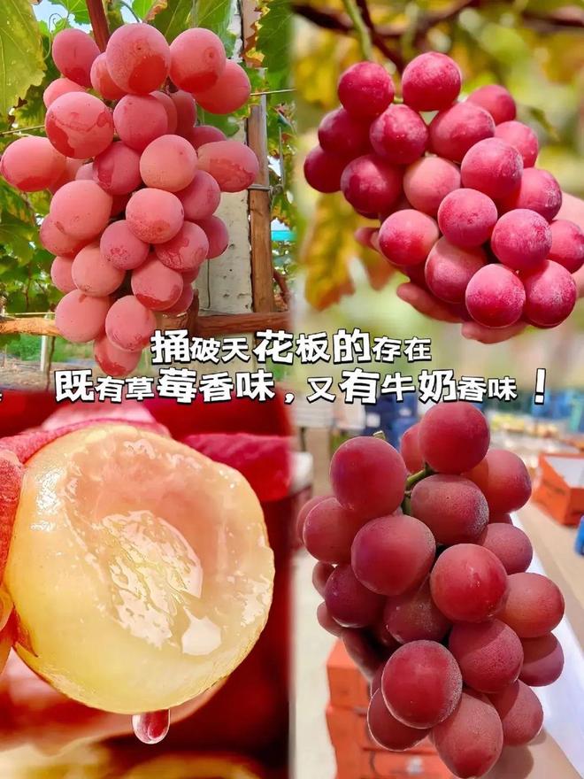 喝水的水果_喝水与吃水果的区别_