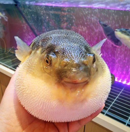 _偷河豚中毒_偷河豚给孩子吃