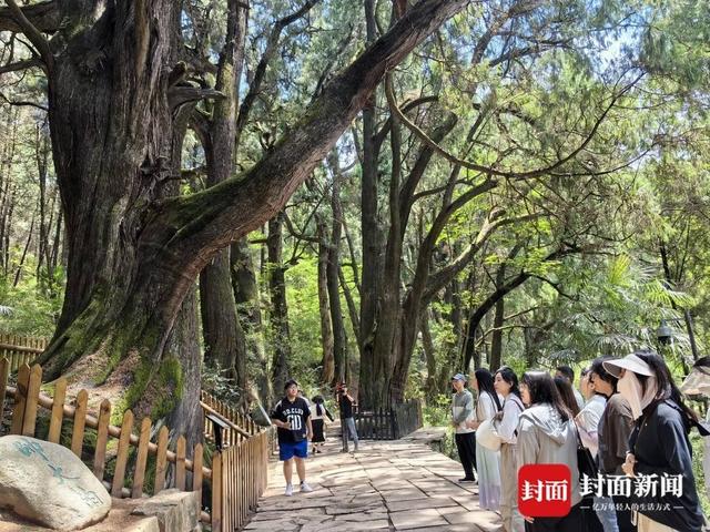 蜀道翠云廊：千年古柏见证文旅融合新图景丨您牵挂的四川