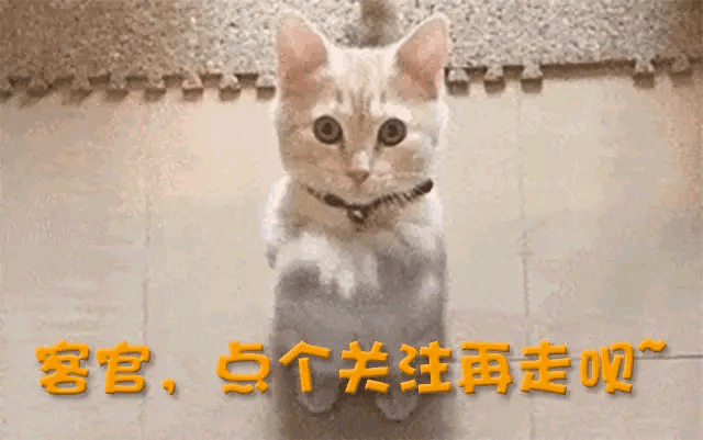 _律师互揭老底徐家沉默，汪小菲烧烤直播大谈黑粉和孩子 懒理风波_律师互揭老底徐家沉默，汪小菲烧烤直播大谈黑粉和孩子 懒理风波