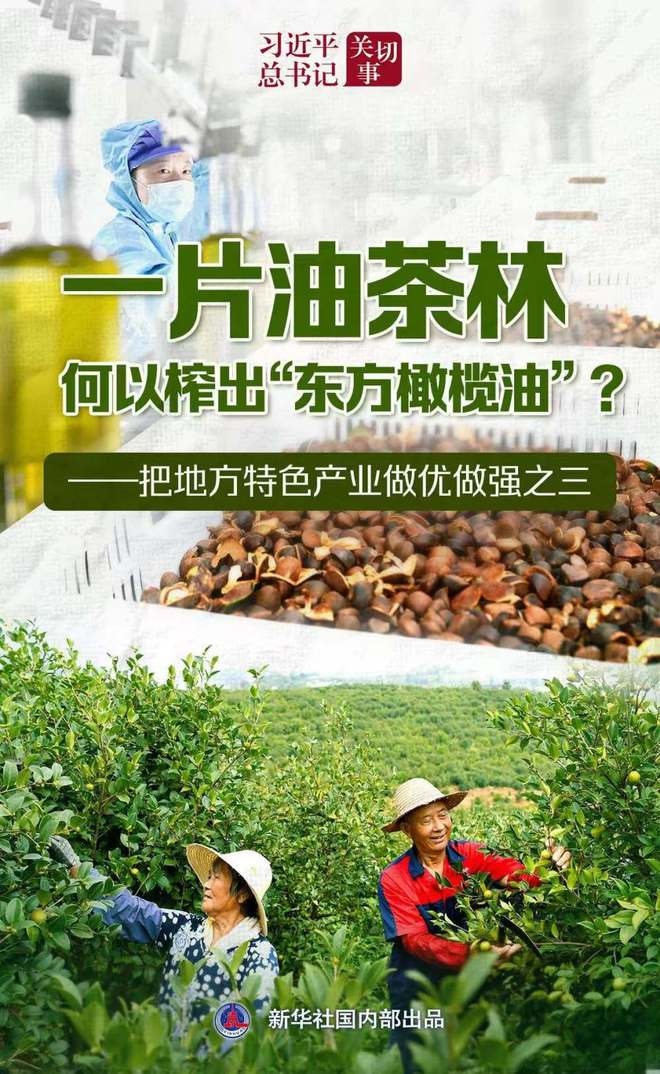 习近平总书记关切事｜让油茶树变成百姓“摇钱树”——把地方特色产业做优做强之三