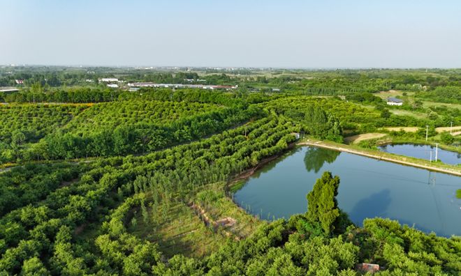 习近平总书记关切事｜让油茶树变成百姓“摇钱树”——把地方特色产业做优做强之三__习近平总书记关切事｜让油茶树变成百姓“摇钱树”——把地方特色产业做优做强之三